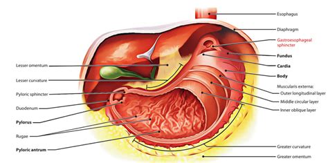 Lower Esophageal Sphincter (Gastroesophageal Sphincter) – Earth's Lab