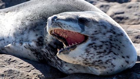 Leopard Seals Are Apex Predators of the Antarctic | HowStuffWorks