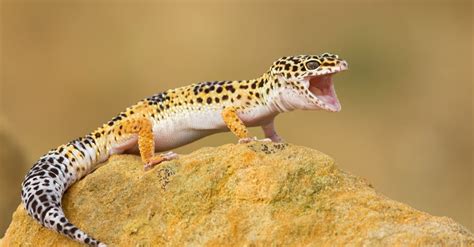 Leopard Gecko Habitat: Where Do Leopard Geckos Live? - IMP WORLD