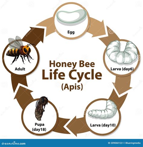 Bee Life Cycle Stock Illustrations – 87 Bee Life Cycle Stock Illustrations, Vectors & Clipart ...