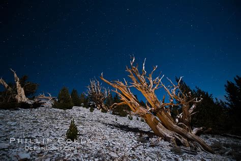 Ancient bristlecone pine trees at night, Pinus longaeva photo, White Mountains Inyo National ...