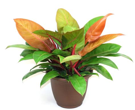 Philodendron Prince Of Orange Big