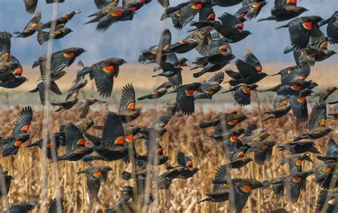 Black Birds: Social Hierarchies and Coordinated Behaviors – Nature Blog ...