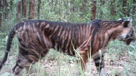 Odisha: Rare melanistic tiger found dead in Similipal; officials suspect infighting - Hindustan ...