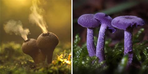 The Mystical World Of Mushrooms Captured In Photos | Bored Panda