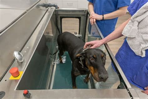 Discover the Benefits of an Underwater Treadmill for Dogs - Dr. Buzby's ToeGrips for Dogs