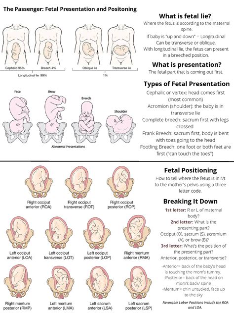 Vertex Position Fetal Position In