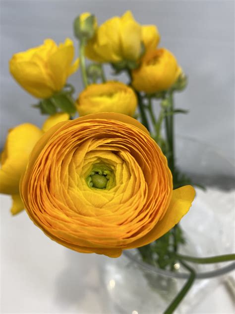 Ranunculus Yellow | I&F Design