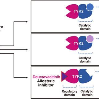 Selective versus nonselective TYK2 inhibition. Deucravacitinib... | Download Scientific Diagram