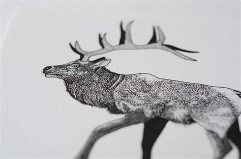 Stippling Animal Illustrations on Behance