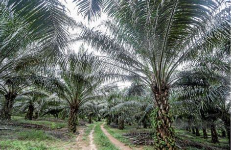 Indonesia batal rancangan hantar pekerja ladang sawit | Harian Metro