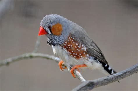 Finches & More - Birdland Park & Gardens