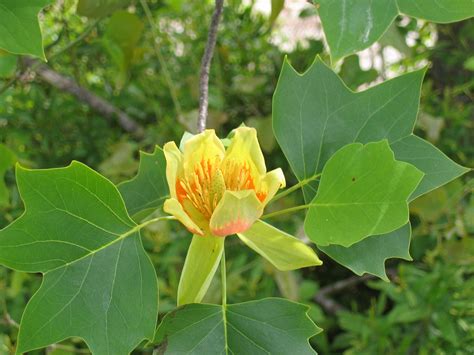 Plants - North Carolina Native Plant Society