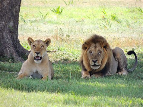 Free stock photo of animals, big cat, lioness