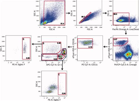 A novel Ly6C/Ly6G‐based strategy to analyze the mouse splenic myeloid compartment - Rose - 2012 ...