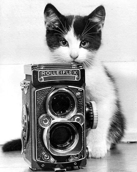 42 Vintage cat photos ideas | vintage cat, cat photo, cats