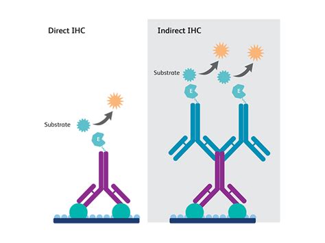 Immunohistochemistry | Antibody Staining | IHC Detection