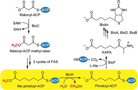 Structure of the enzyme-acyl carrier protein (ACP) substrate gatekeeper ...