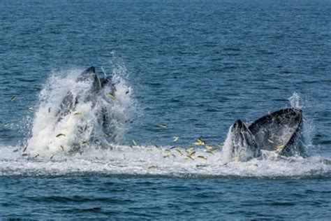 whale sightings | TBR News Media