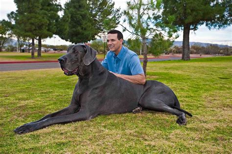 Amazing World: Giant George - The Tallest & The Largest in the World