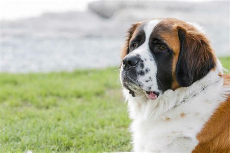 Saint Bernard Dog Names | Popular Male and Female Names | Wag!