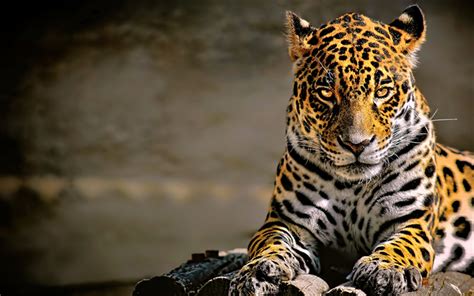 Download wallpapers leopard, 4k, Panthera pardus, predators, wildlife for desktop free. Pictures ...