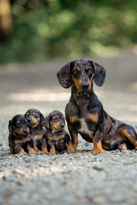 Pin by Gees ... on Teckel ... | Dapple dachshund, Dachshund breed, Dachshund puppies