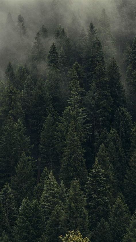 Evergreen forest HD wallpaper | Pxfuel