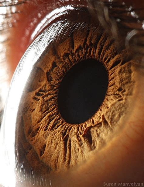 Disturbingly Beautiful Macro Photos of Eyes by Suren Manvelyan ...