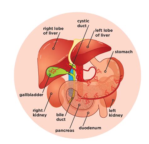 Get to Know the Gallbladder - IDEA Health & Fitness Association