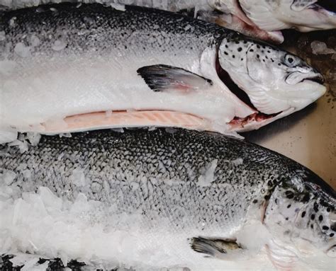 From Bad to Worse: The Rise of GMO Salmon - Animal Outlook