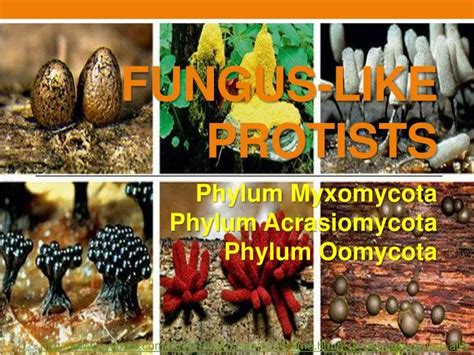 PPT - FUNGUS-LIKE PROTISTS PowerPoint Presentation - ID:3109999