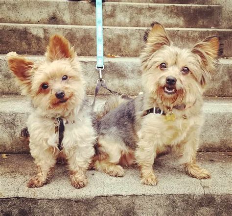 Yorkie Pom: All you need to know about the Yorkie Pomeranian mix - K9 Web