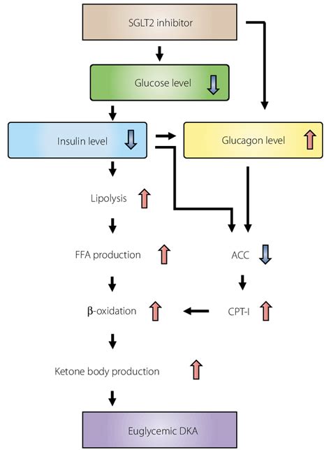 | Possible mechanism of euglycemic DKA induced by SGLT2 inhibitors ...