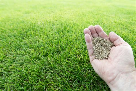 The Best Grass Seed for CT: 8 Top Types and Brands | Turf n' Till