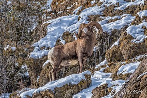 Bighorn Sheep | Mountain Royalty