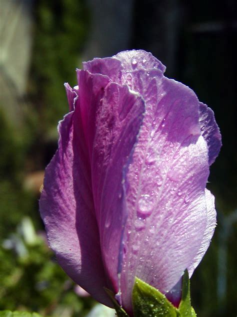 Free Images : blossom, dew, morning, water drop, flower, petal, garden, flora, lila, hibiscus ...