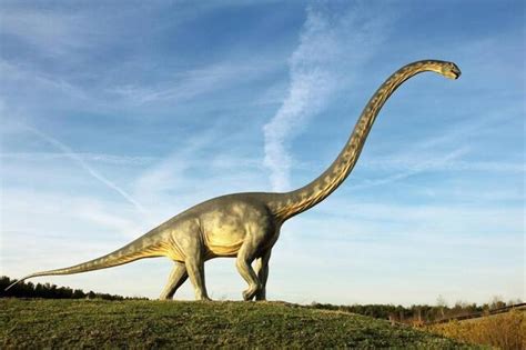 Une nouvelle espèce de diplodocus découverte en Ouzbékistan, le premier dinosaure du genre en ...