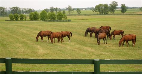 🔥 [39+] Horse Ranch Wallpapers | WallpaperSafari