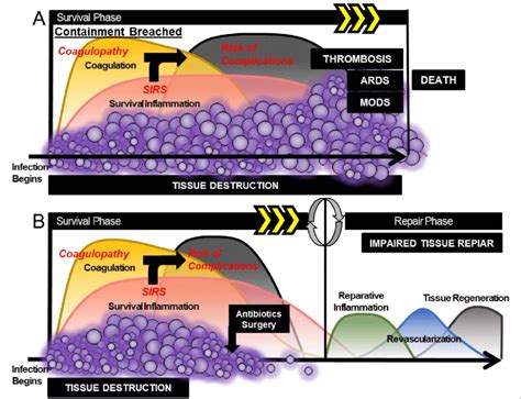 The Acute Phase Response During Infection. A) As infection progresses,... | Download Scientific ...