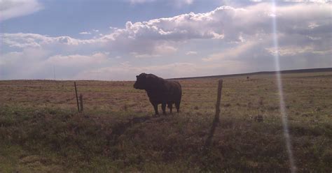 Cowgirl's Country Life: Black Angus vs Red Angus