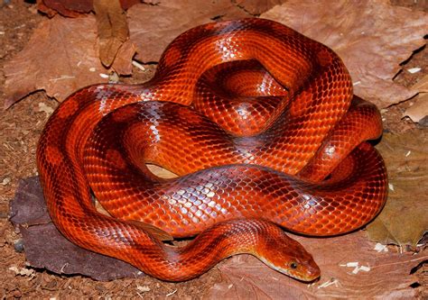 0.1 Bloodred Motley het. Amel, Anery ph. Hypo 11 (Pied Line) Rat Snake, Ball Python Morphs, Red ...