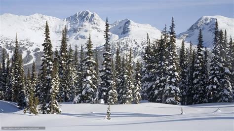 taiga - Google Search | Snow forest, Winter scenery, Snow images