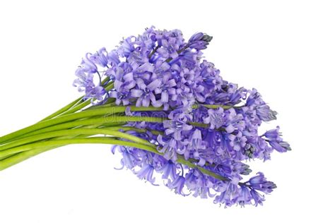 Bluebell bouquet stock image. Image of background, flower - 14473905