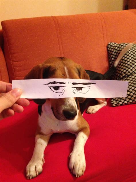 I Create Funny Eye Illustrations For My Dog Juno | Bored Panda