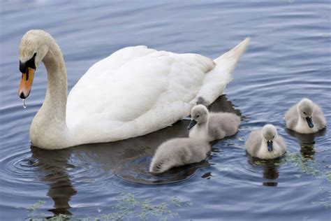 What Do Swans Eat? (Diet & Facts)