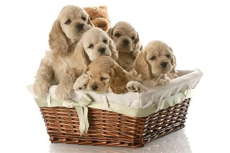 Cocker Spaniel Puppies For Sale In Colorado