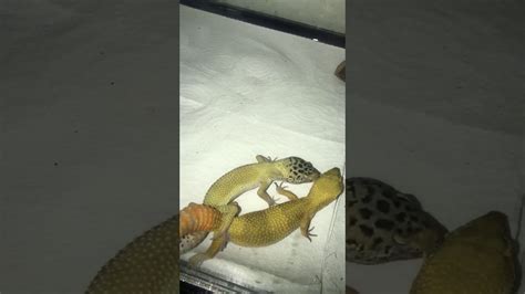 Leopard gecko's breeding pair - YouTube