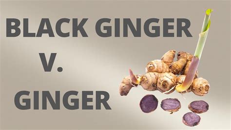 Are Cannas Related To Ginger? Quick Answer - Chambazone.com