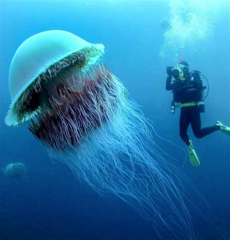 Jellyfish : r/HumanForScale